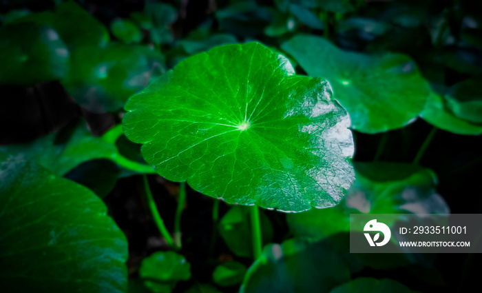 leaves, Asiatica, herbs