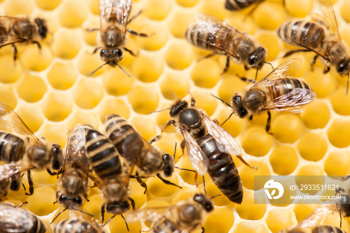 Bee mother on honeycomb with surrounded  honeybees layong eggs