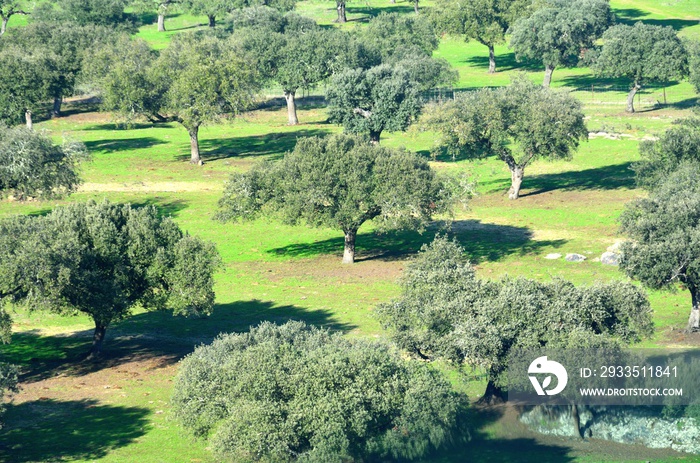 Paisaje de Alcornoques cerca de Olivenza, Extremadura