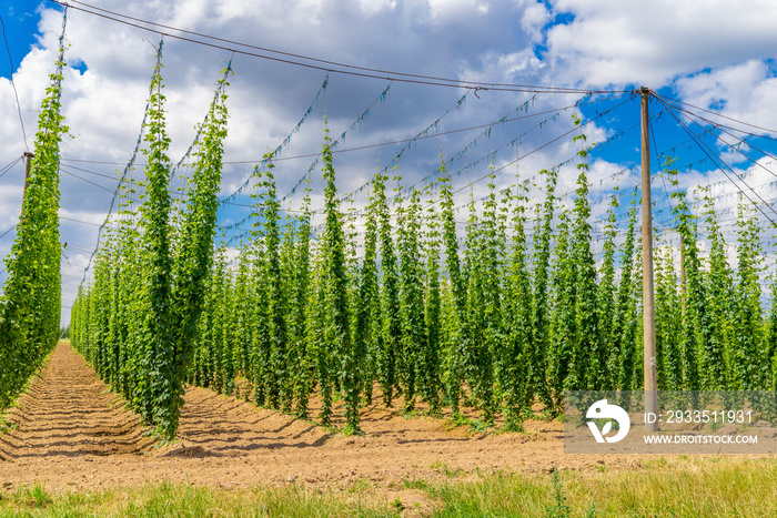 Hopfen, Hopfenfeld, blauer Himmel und Sonne,