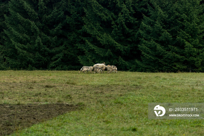 Wolf pack hunting sheep