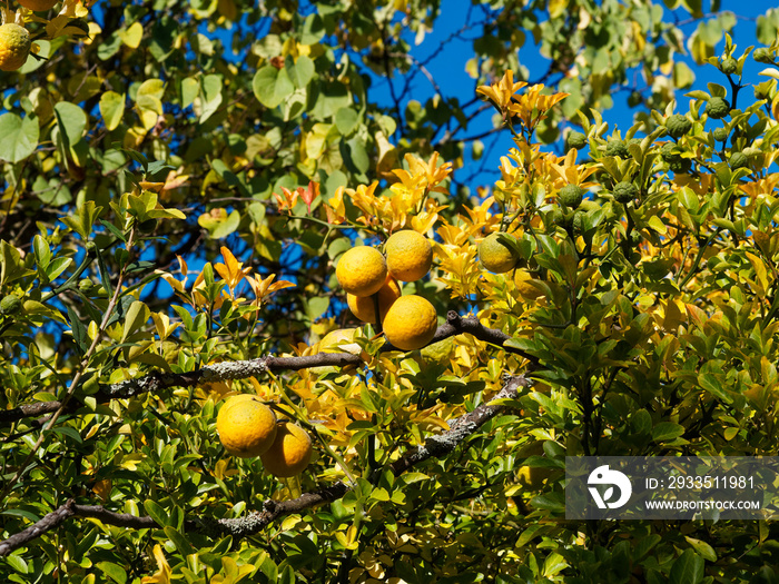 Dreiblättrige Orange oder Bitterzitrone (Poncirus trifoliata) mit gelbe, gelborange und grüne runde Früchte im Herbst