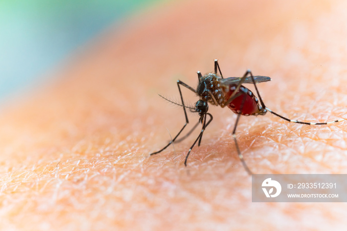 Aedes aegypti Mosquito. Close up a Mosquito sucking human blood,