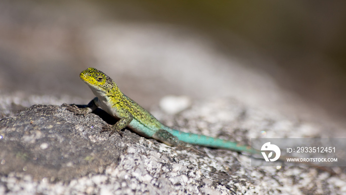 Lagartija esbelta (Liolaemus tenuis)