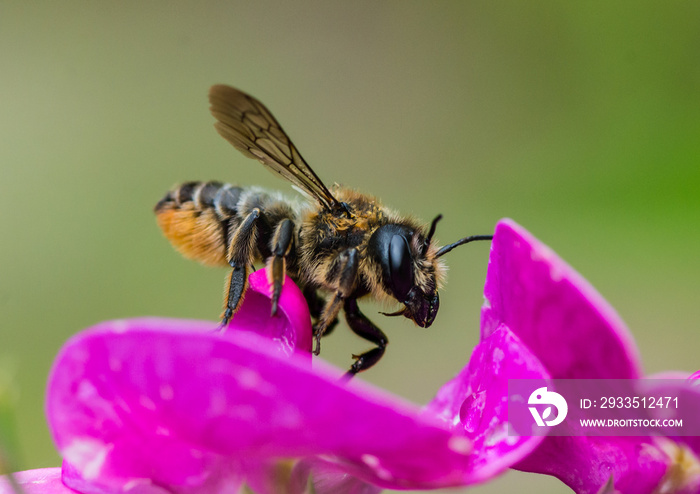 Leaf Cutter Bee