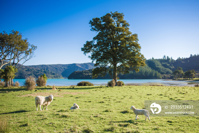 Sheep & Lambs on Kenepuru Sound, Marlborough Sounds, New Zealand