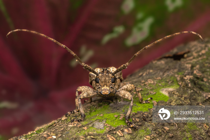 Long horned bettle close up