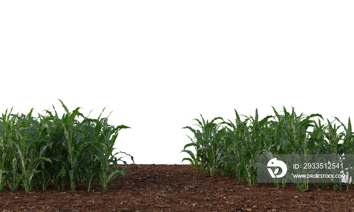 corn crop, corn plant, corn field isolated, a green field of corn