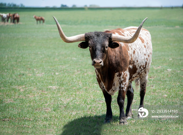 Texas longhorn bull steer cow with long horns standing in green pasture