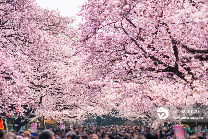 上野恩賜公園の桜並木