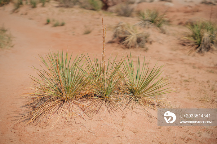 Great Plains Yuccas in desert in sunny day. A common species of yucca, native to the deserts of the southwestern US