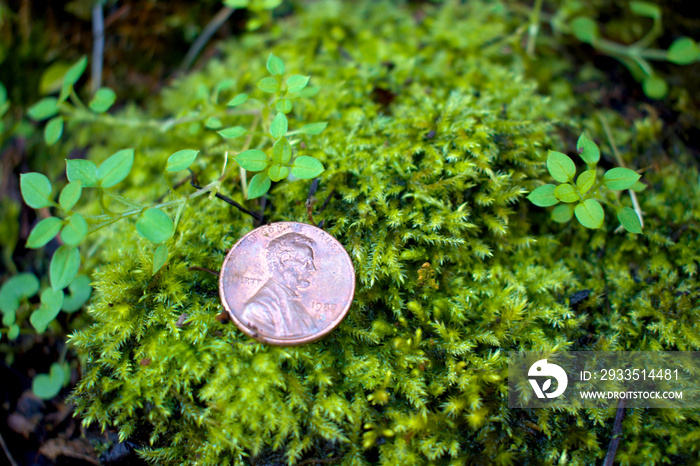 A lucky penny found laying on a patch of green moss while hiking at Tumwater Falls Park in Thurston County, Washington.