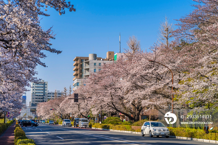 東京都国立市 桜が満開に咲く大学通りの風景