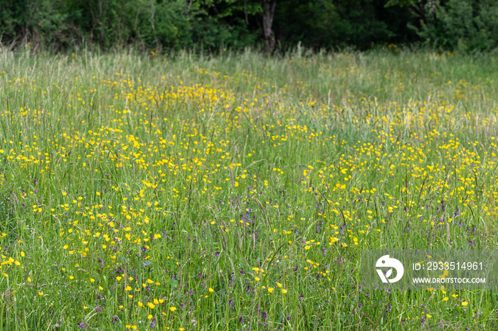 Ranunculus acris - Meadow Buttercup - Renoncule âcre - Bouton d’or