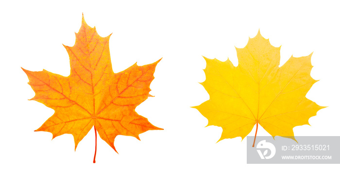 two maple colored leaves. isolated on white