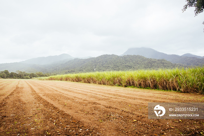 Australian Sugarcane Fields and Landscape