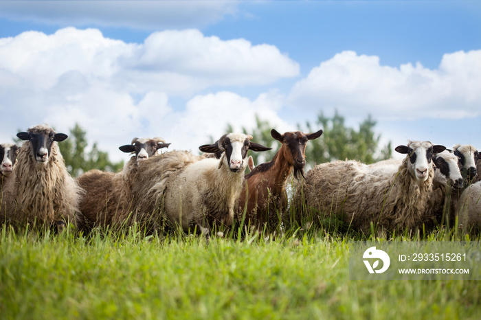 Flock of sheep and goat on pasture in nature