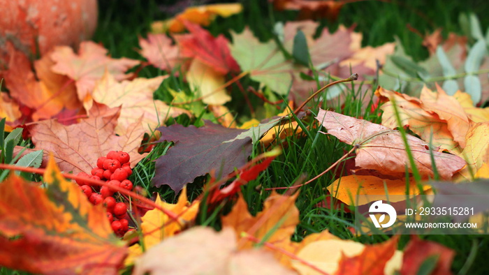 Piękne jesienne liście na trawie. Beautiful autumn leaves on the grass.