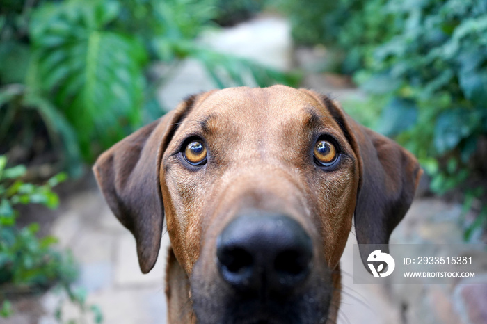 Close up of a big brown dog looking at camera