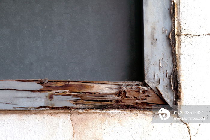 termite nest at wooden wall, nest termite at wood decay window sill architrave, background of nest termite, white ant, background damaged white wooden eaten by termite or white ant