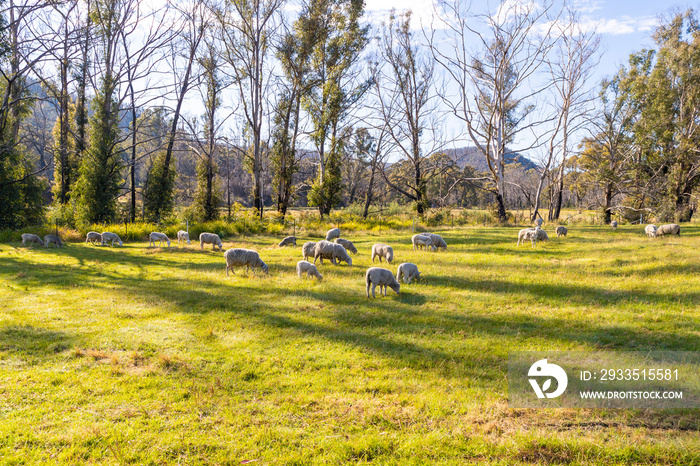 Photograph of white sheep grazing on grass in a large green agricultural field