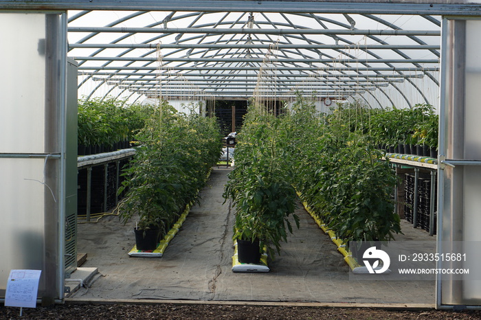 Tomatoes growing in a polytunnel