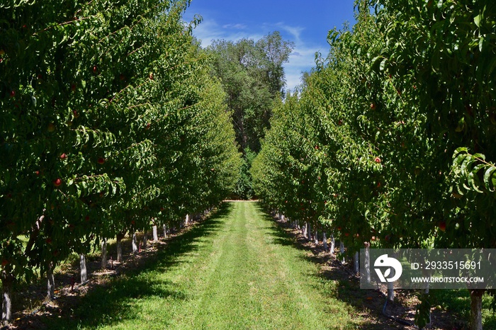 Rows of peach trees growing in a peach grove in Palisades, Colorado