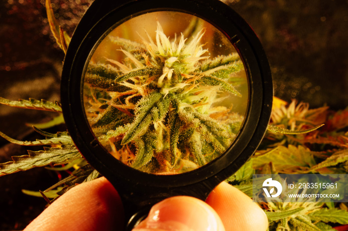 Look on cannabis trichomes through magnifier.  Cannabis grow indoor. Medical marijuana