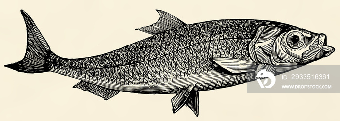 The fish - Atlantic herring (Clupea harengus). Antique stylized illustration.