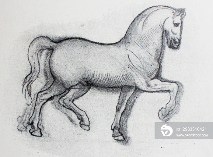 Sketch of horse, pencil drawing by Leonardo Da Vinci in a vintage book Leonard de Vinci, Eugene Muntz, 1899, Paris