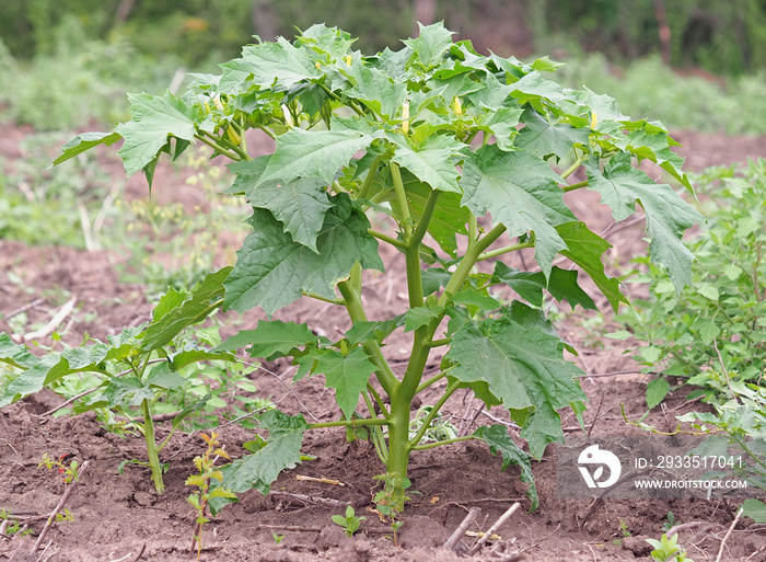 Jimson Weed plant, Datura stramonium