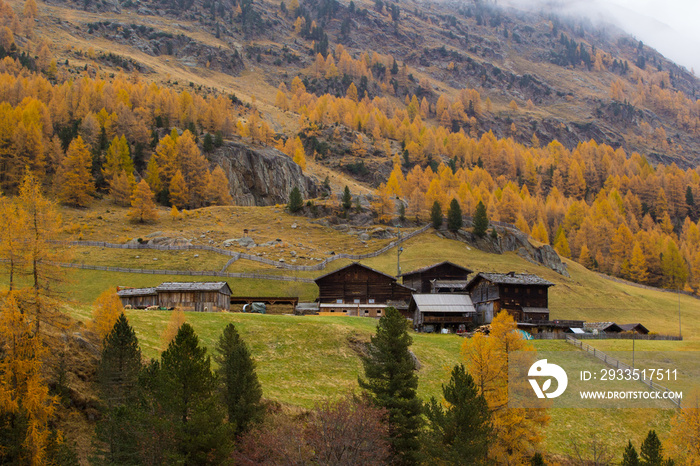 historische Bauernhöfe im Schnalstal mit herbstlich verfärbten Lärchenbäumen bei Nebel