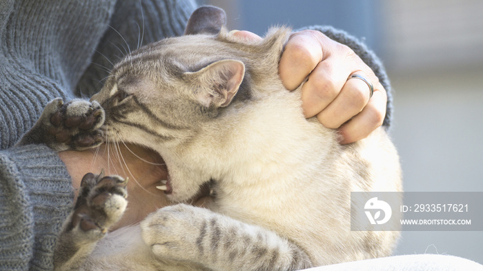 So gefährlich ist ein Katzenbiss wirklich.