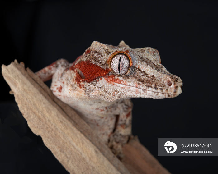 Gargoyle Gecko photographed against a black background