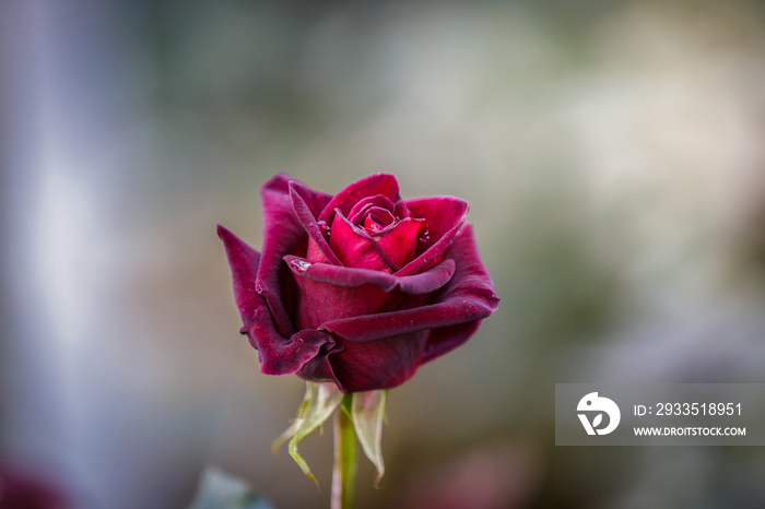 Close up of dark red rose Black Baccara in garden with green background