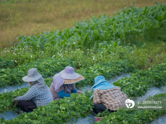 Workers working in strawberry field at Chieng Rai Thailand