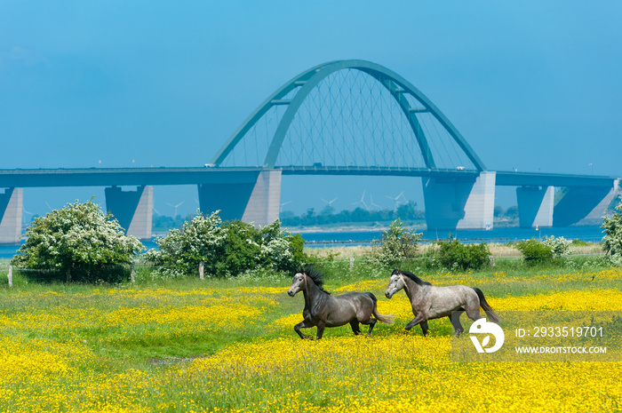 Fehmarnsundbrücke, Fehmarn