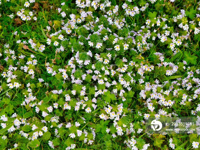 Close up of flowers of Eyebright (euphrasia officinalis) taken near Breckon on the island of Yell in Shetland, UK in summer.