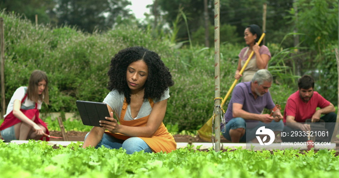 People growing communitarian agriculture at small farm. Person using tablet technology at urban community farm