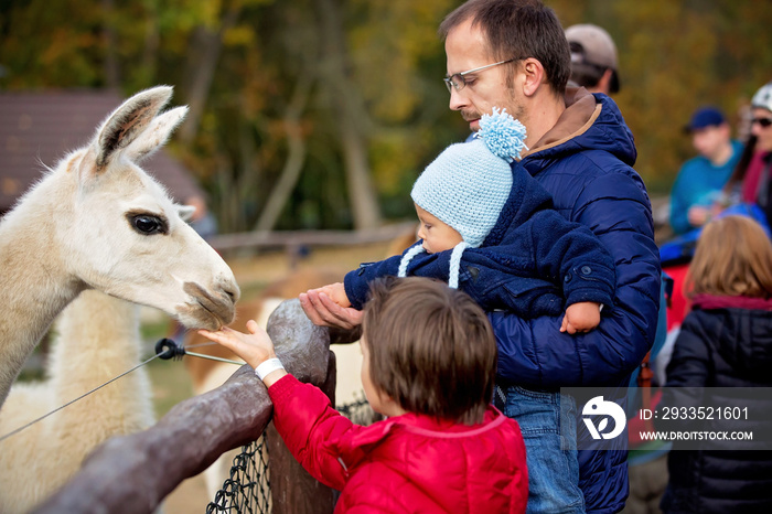 Sweet cute toddler child, feeding lama on a kids farm