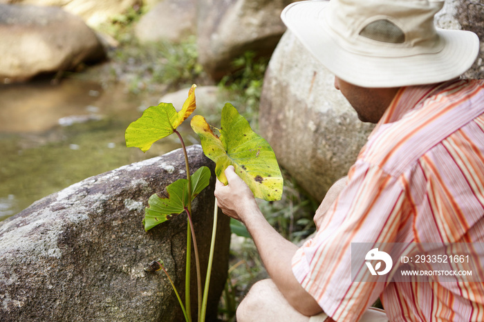 Ecology and environmental safety. Scientist in panama hat examining leaves of green plant for leaf spot diseases sitting among rocks at river. Ecologist conducting research outdoors. View from back