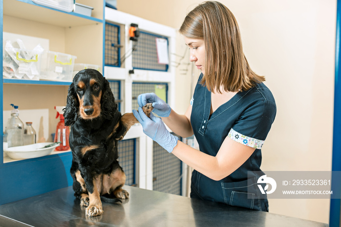 The medicine, pet care and people concept - dog and veterinarian doctor at vet clinic