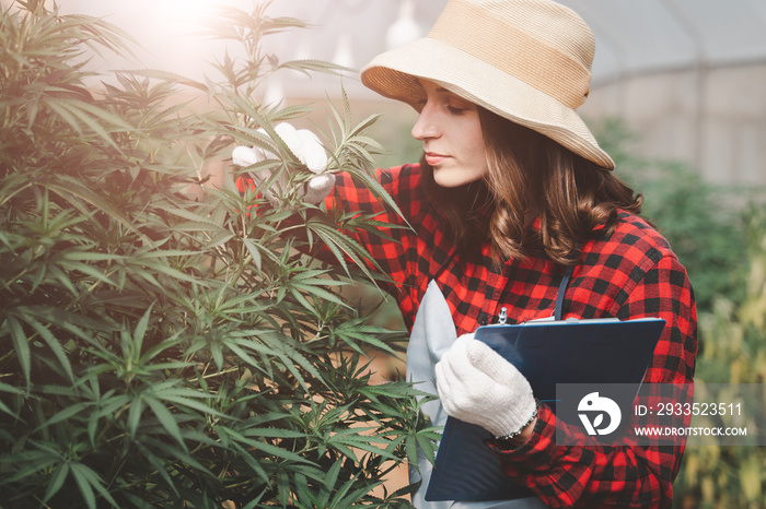a female farmer holding a folder in her hand To store the data of the plant, cannabis leaves for analysis. organic farming concept in the greenhouse