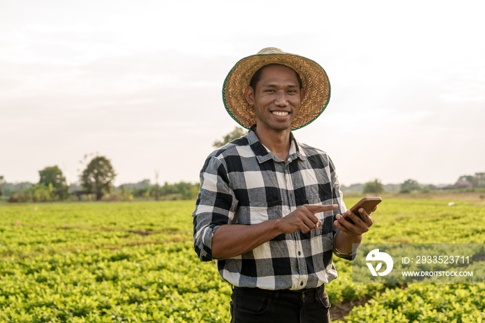 The concept of natural farming. Farmers hand touching the green leaves of wheat in the field Agriculture. protect the cultivation ecosystem, asia man farm worker, using mobile phone