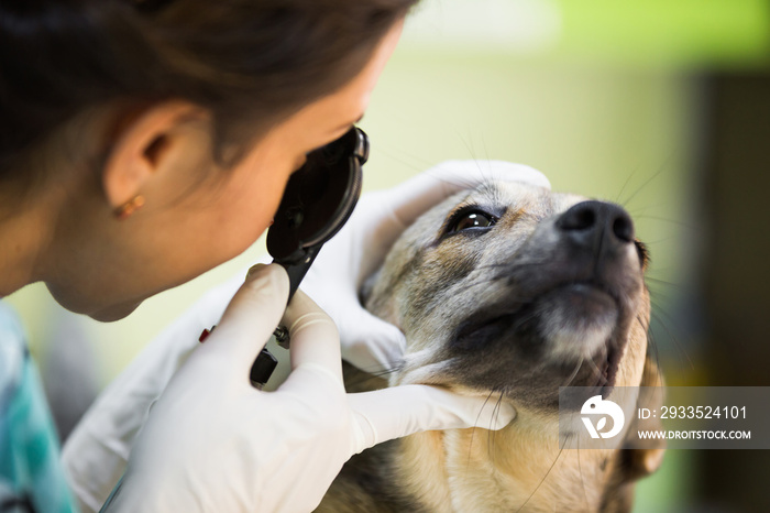 Eye control at vet