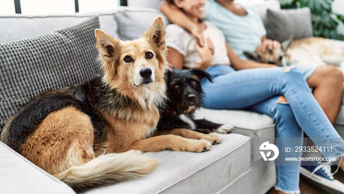 Man and woman couple smiling confident and hugging each other sitting on sofa with dogs at home