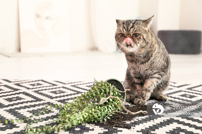 Cute cat and dropped pot with houseplant on carpet