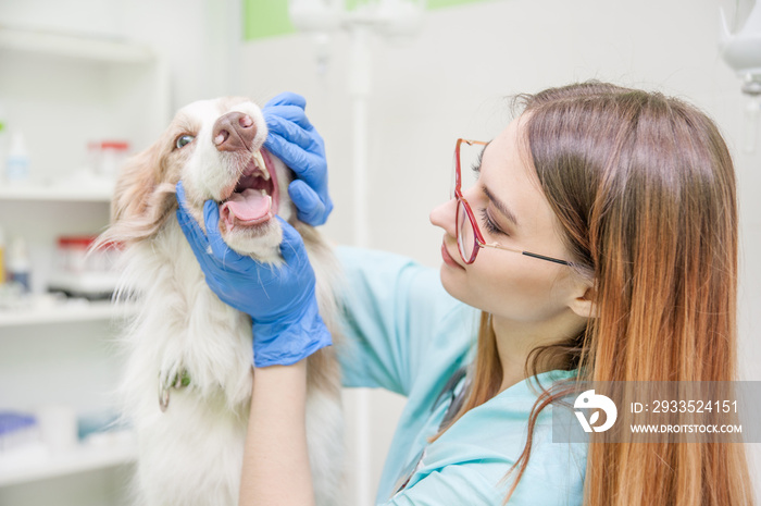 dog getting teeth examined by veterinarian