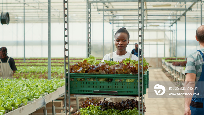 Smiling african american vegetables picker pushing rack of crates with lettuce grown without pesticides in greenhouse. Portrait of woman preparing harvest of lettuce for delivery to local market.