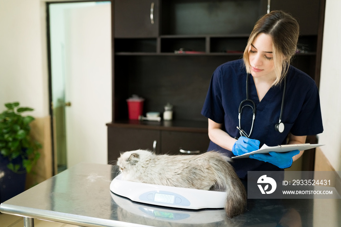 Female vet weighing a persian cat at the pet clinic